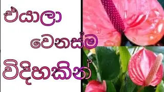 🌱🌿💐 මෙයාලා කොහොමද අනේ....🫣😍🙂