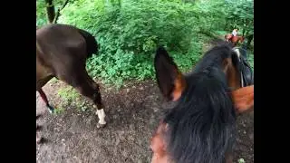 #5 Кататься на лошади
