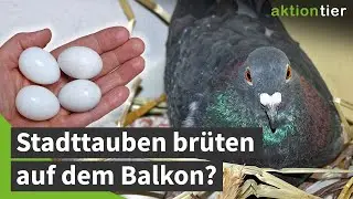 Tauben brüten auf dem Balkon? Verhindere Tierleid durch Eiertausch!