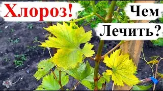 ЖЕЛТЕЮТ ЛИСТЬЯ на Винограде? Это ХЛОРОЗ! Причины и Методы БОРЬБЫ!