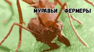 Муравьи листорезы - фермеры