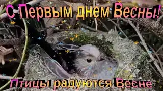 С Первым днем Весны! Птицы радуются Весне. 