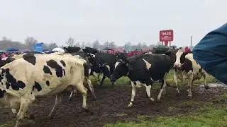 Cows jumping for joy after a winter inside (Koeiendans Heiloo)