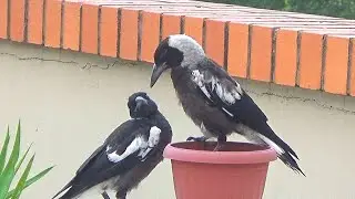 Adorable Magpie Kids - Compilation