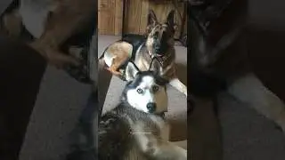German Shepherd vs Huskies🤣🐕#shorts #dog #doglover #dogs #husky #huskydog #germanshepherd