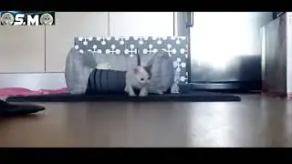 hewan gemoy yang lagi viral
