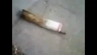 Stoner Ant