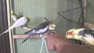 How to determine the age of a cockatiel 1.