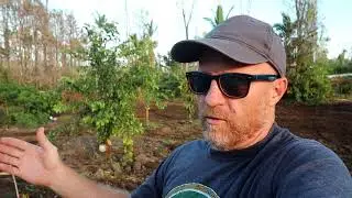 Planting Cacao Trees(Chocolate Trees) In The Lava Zone Hawaii Lava Disaster Recovery