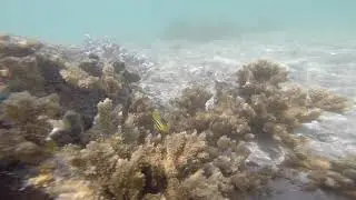 Sailfin Tang juvenile