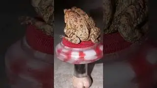 why are mushrooms called toadstools? 🍄 #toad #frog #wtf