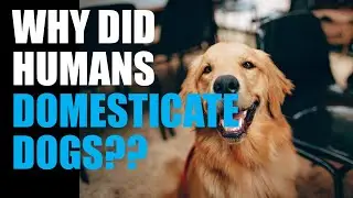 Why Did Humans Domesticate Dogs?