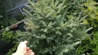 Сколько хвойных можно посадить на небольшом участке Обзор