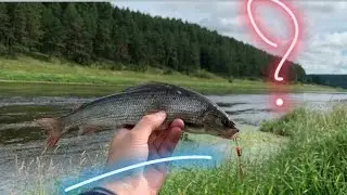 Хариус на Микроблесны в Жару