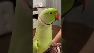 Обезьянка говорящий ожереловый попугай Ричи 