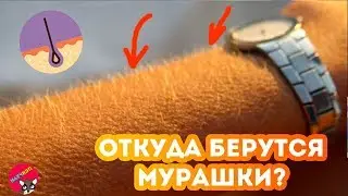 Откуда берутся МУРАШКИ?