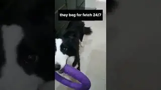 just a casual day with a border collie