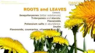 Dandelion. Benefits of dandelion herb