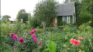 Обзор дачи в августе 2020 Кострома
