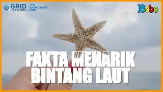 Fakta Unik Bintang Laut yang Bisa Regenerasi