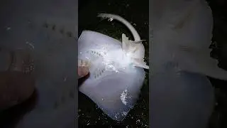 Попал в лисье логово🤗. Ночная морская рыбалка весной.