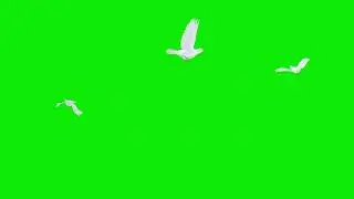 Three White Doves Flying Around Green Screen 4K Loop