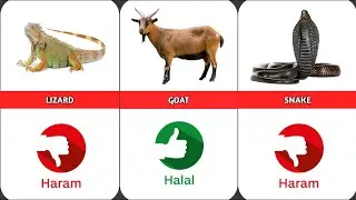 Halal and Haram Animals Meat in Islam 2023 @worldinfofan