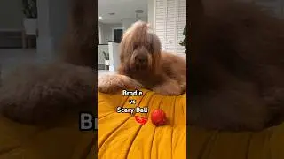 Dog vs Scary Ball! #goldendoodle #goldenretriever #funnydogs