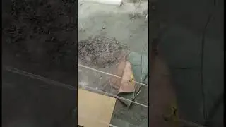 ФАРГОНА ШАХРИДА ШАМОЛ  29.03.2022