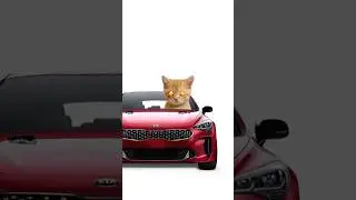 Kisa buys a Kia Stinger🔥 Kisa explains😼🚘Buy used cars on Avto.ru. Link in bio