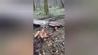 Лебедка на буханке!