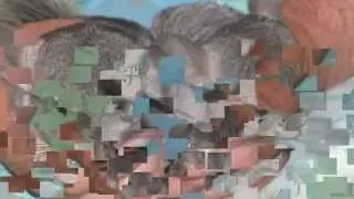 Шиншилы