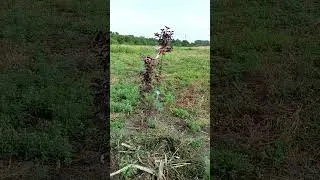 Засуха, жарюка, адская погода... Что делать? Как спасти ? Ответ прост 🙂