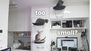 3 Practical Tips For Living With Cats In Studio Apartments!