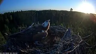 The reaction of an osprey to the flight of a golden eagle over the nest. 25-05-2024.