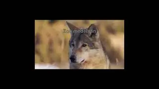 Альфа #волк отдал жизнь ради стаи, но стая его бросила, кроме… Схватка Волк-Медведь!