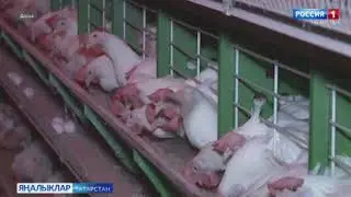 Республиканың кайбер районнарында кош гриппы авыруы очраклары теркәлгән