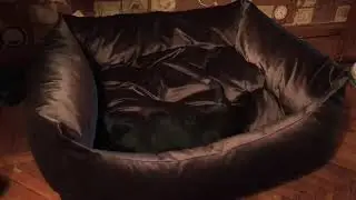 French Bulldog puppy