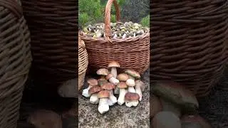 Rowan harvest 2022. White mushrooms 2022