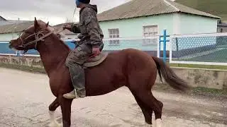 Самый опасный лошадь 🥶🔥👏