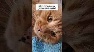 #юмор #видосыоткота #кот #веселыекоты #прикол