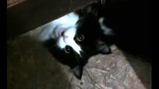 Interview with a cat
