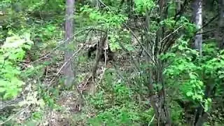 словил белочку...