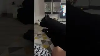 Собака Охраняка🤣🤣🤣 #canecorsoitaliano #канекорсо #троя #canecorso #dog #puppy #cane