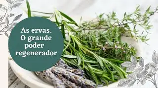 Sem as plantas não existe vida     