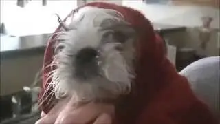 Casey Puppy Days
