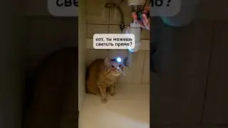 Котик всегда поможет 