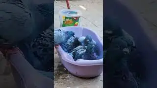 مراحل التدريب 1  الياقه  البدنيه 2 إطعام  الطيور 3 الاستحمام