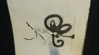 Строение слухового и вестибулярного анализаторов
