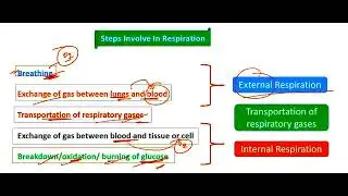 STEPS INVOLVE IN RESPIRATION  !!! HUMAN RESPIRATORY SYESTEM